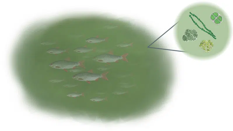 Tegning, der viser forarmet liv i den næringsforurenede sø, med dominans af småfisk og mikroalger, som gør vandet uklart